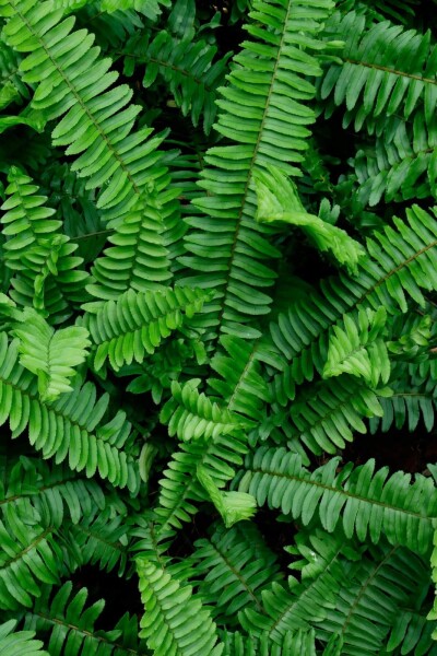 Polystichum munitum Polystichum munitum