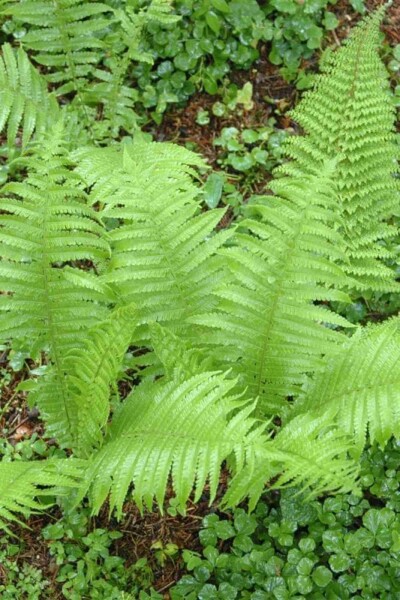 Polystichum setiferum 'Proliferum' Polystichum setiferum 'Proliferum'