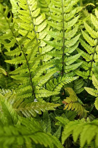 Polystichum tsussimense Polystichum tsussimense