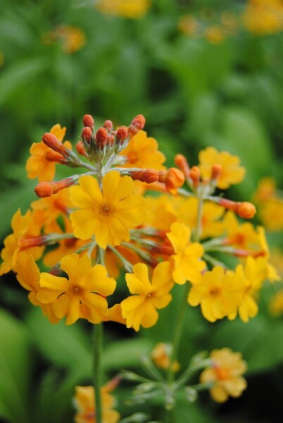 Primula bulleyana Primula bulleyana