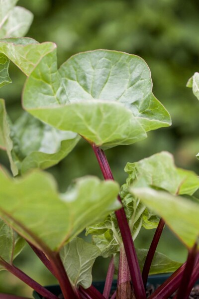 Rheum rhabarbarum