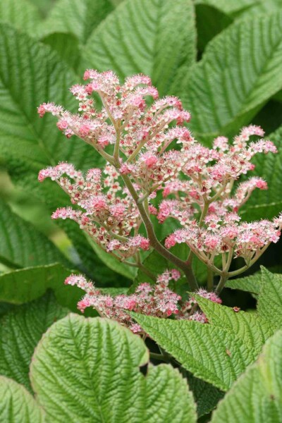 Rodgersia henrici Rodgersia henrici
