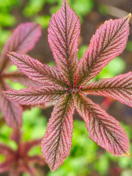 Rodgersia pinnata 'Chocolate Wings' Rodgersia pinnata 'Chocolate Wings'