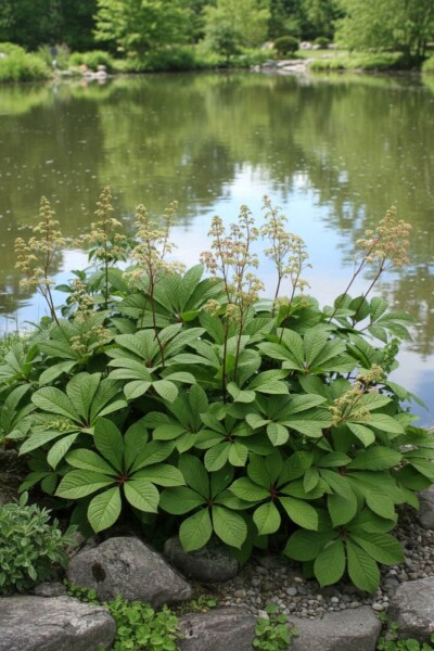 Rodgersia pinnata Rodgersia pinnata