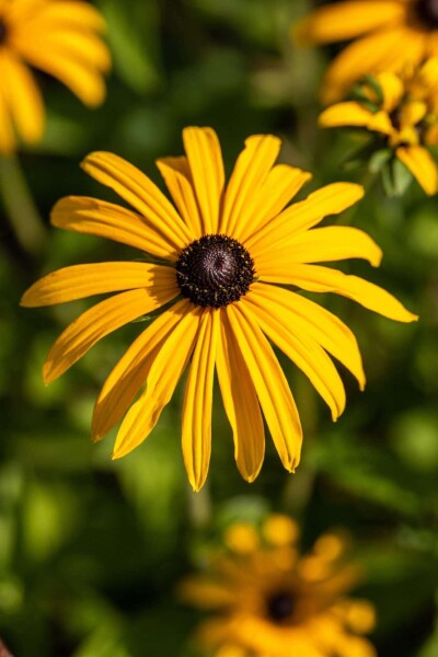 Rudbeckia fulgida var deamii Rudbeckia fulgida var deamii
