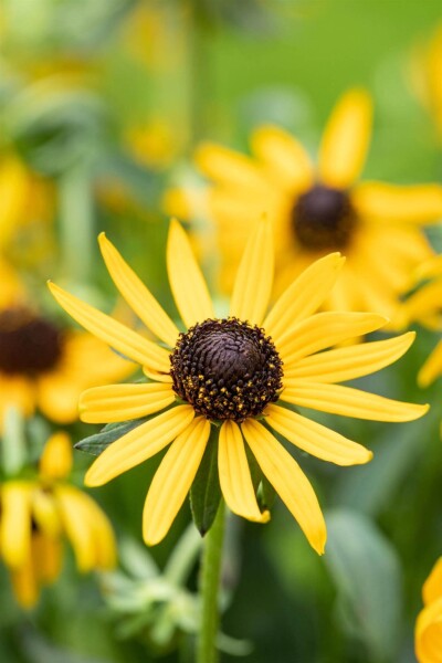 Rudbeckia fulgida 'Little Goldstar' Rudbeckia fulgida 'Little Goldstar'
