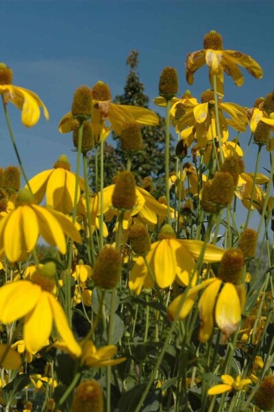Rudbeckia nitida 'Herbstsonne' Rudbeckia nitida 'Herbstsonne'