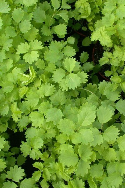 Sanguisorba minor Sanguisorba minor