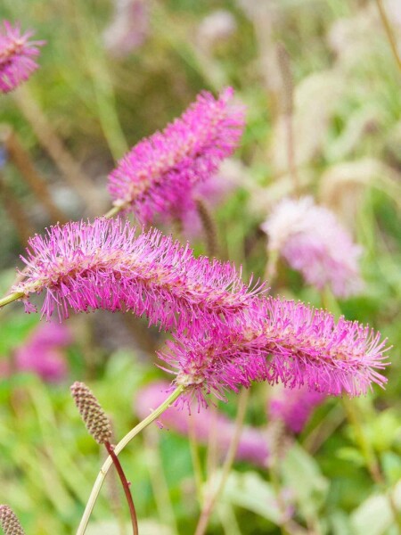Sanguisorba obtusa Sanguisorba obtusa