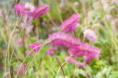 Sanguisorbe à fleurs roses Sanguisorba obtusa 5-10 pot P9 Sanguisorba obtusa