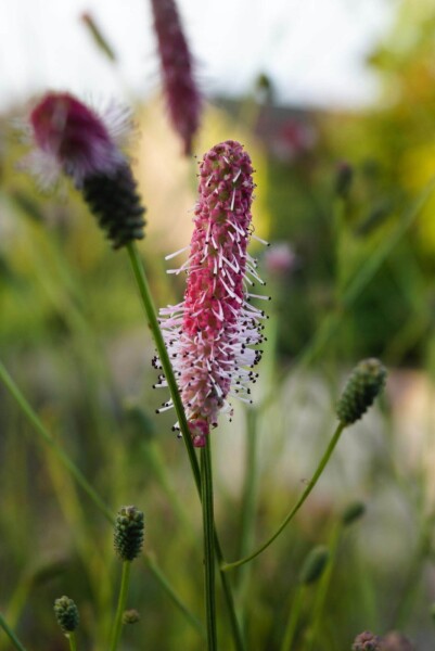 Sanguisorba officinalis 'Pink Tanna' Sanguisorba officinalis 'Pink Tanna'