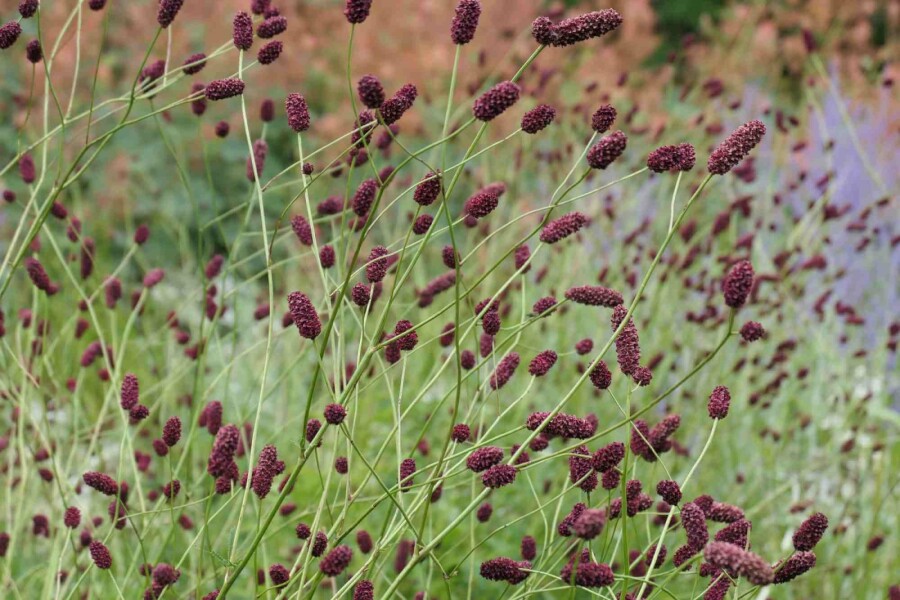Blodtopp Sanguisorba officinalis 'Red Thunder' 5-10 i kruka P9 Sanguisorba officinalis 'Red Thunder'
