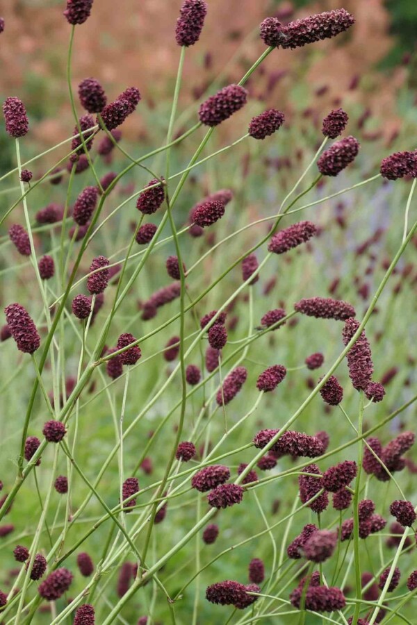Blodtopp Sanguisorba officinalis 'Red Thunder' 5-10 i kruka P9 Sanguisorba officinalis 'Red Thunder'