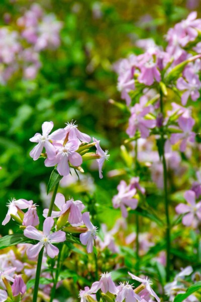 Saponaria officinalis Saponaria officinalis