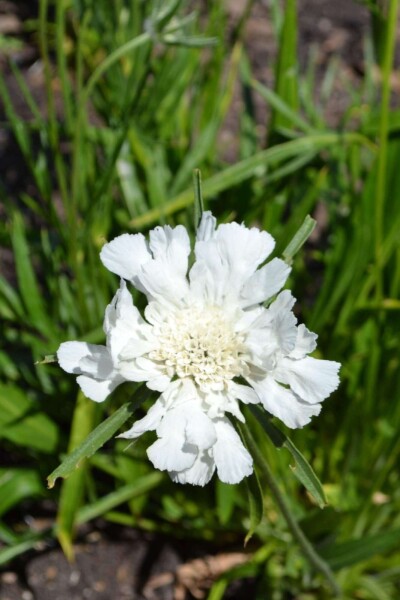 Scabiosa caucasica 'Alba' Scabiosa caucasica 'Alba'