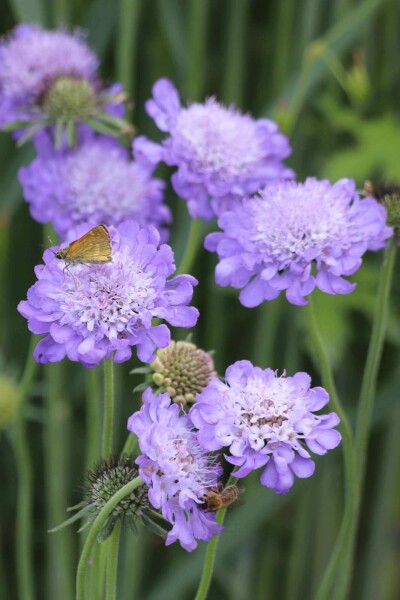 Scabiosa columbaria 'Butterfly Blue' Scabiosa columbaria 'Butterfly Blue'