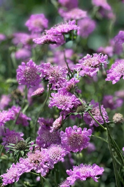 Scabiosa columbaria 'Pink Mist' Scabiosa columbaria 'Pink Mist'