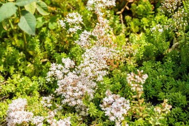 Sedum album
