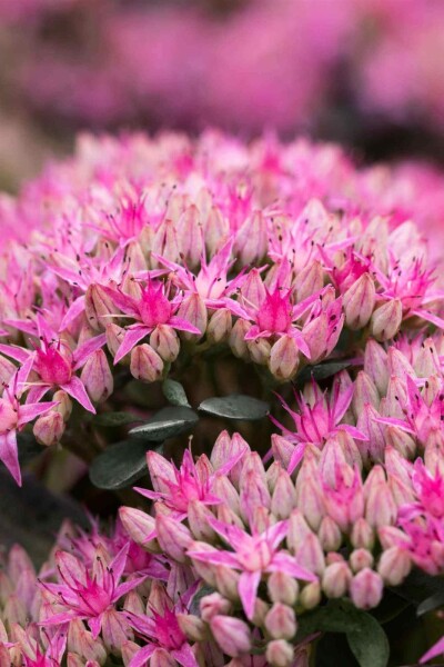 Sedum spectabile 'Carl' Sedum spectabile 'Carl'