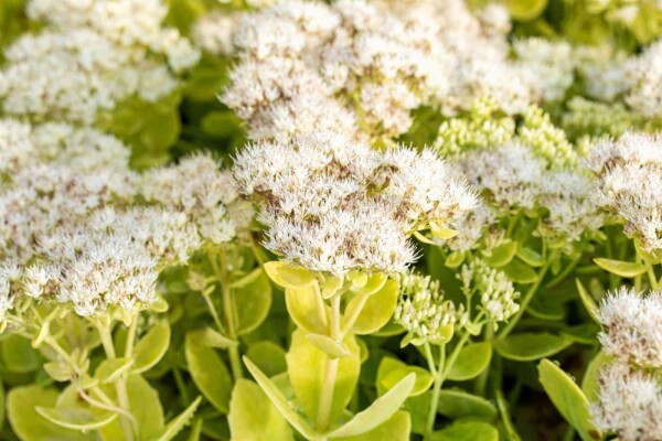 Sedum spectabile 'Stardust' Sedum spectabile 'Stardust'