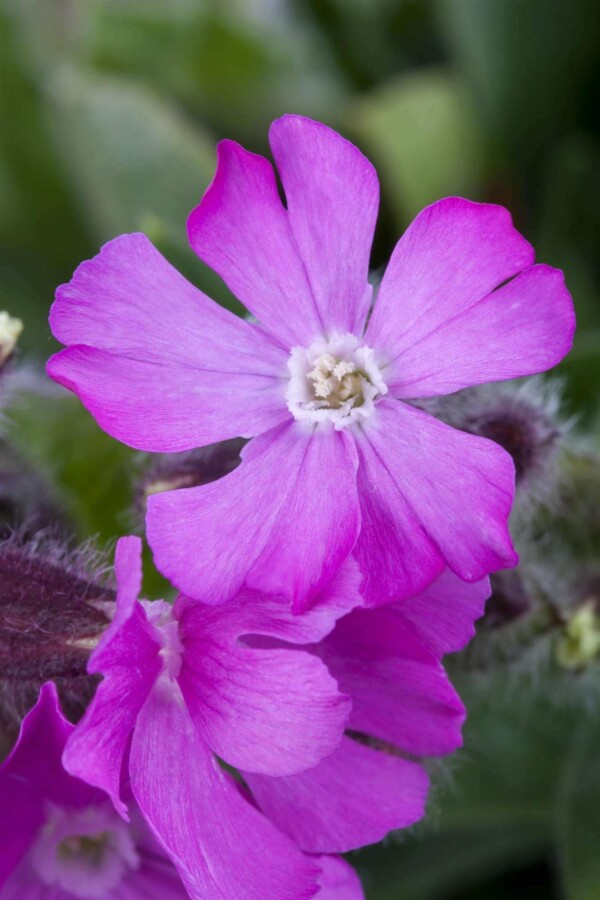 Höstglim Silene schafta 5-10 i kruka P9 Silene schafta