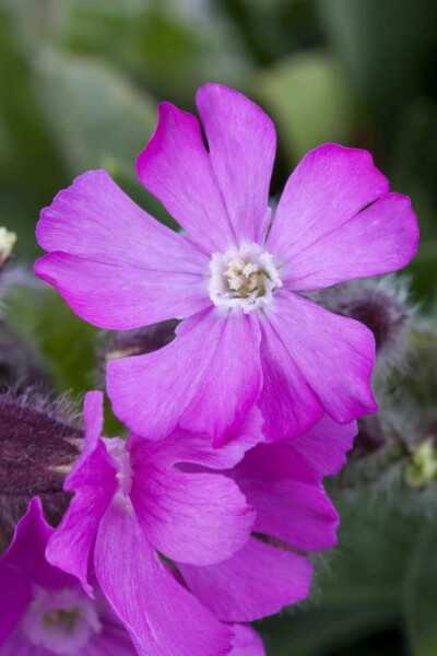 Silene schafta Silene schafta