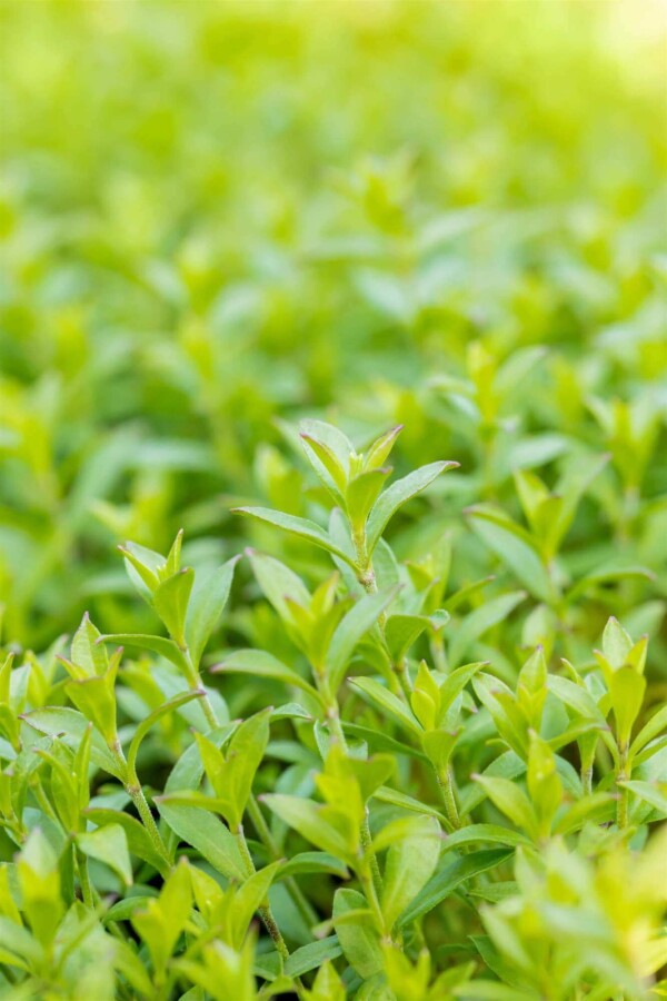 Höstglim Silene schafta 5-10 i kruka P9 Silene schafta