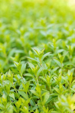 Silene schafta