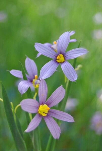 Sisyrinchium angustifolium Sisyrinchium angustifolium