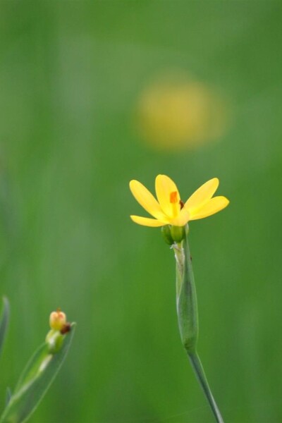 Sisyrinchium californicum Sisyrinchium californicum
