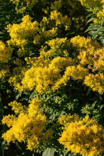 Solidago 'Golden Mosa' Solidago 'Golden Mosa'
