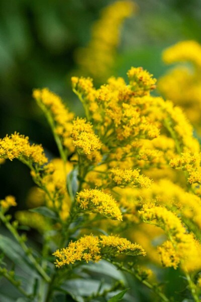 Solidago 'Strahlenkrone' Solidago 'Strahlenkrone'