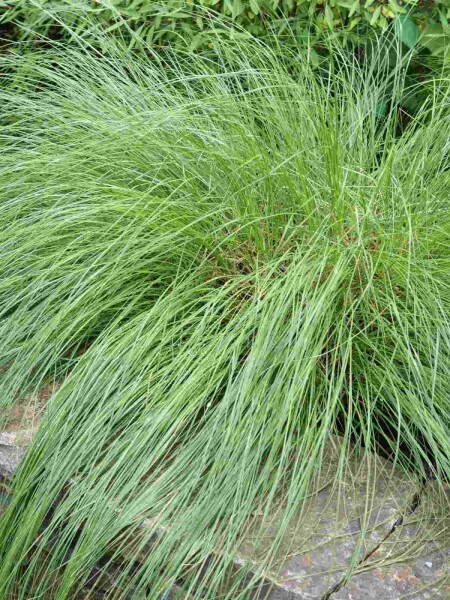 Sporobolus heterolepis Sporobolus heterolepis
