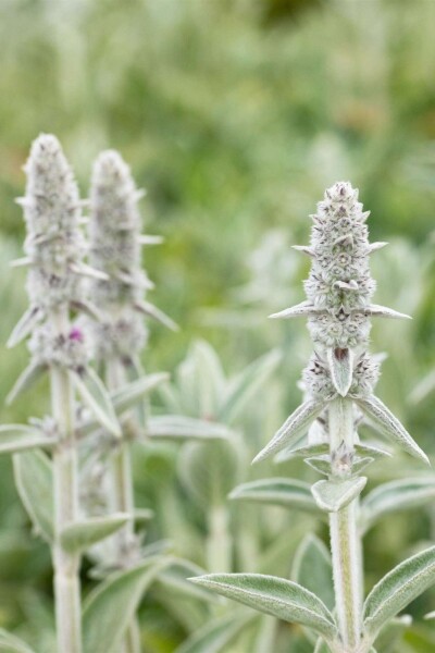 Stachys byzantina 'Big Ears' Stachys byzantina 'Big Ears'