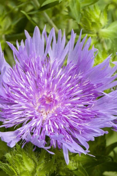Stokesia laevis Stokesia laevis