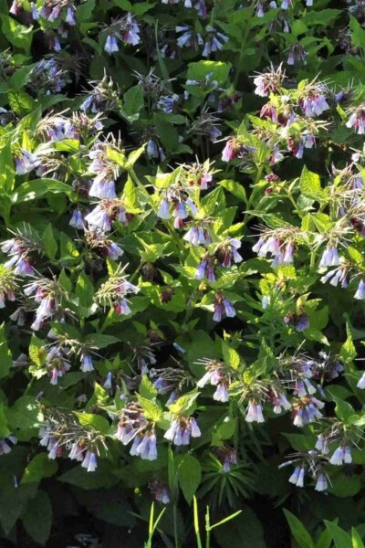 Symphytum azureum Symphytum azureum