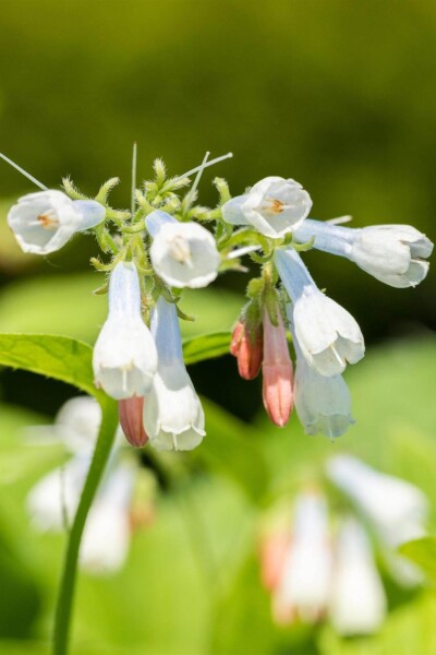 Symphytum grandiflorum 'Hidcote Blue' Symphytum grandiflorum 'Hidcote Blue'