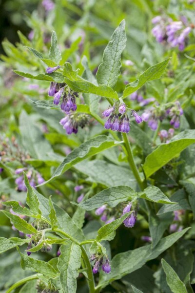 Symphytum officinale Symphytum officinale