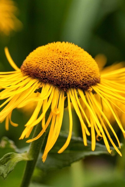 Telekia speciosa Telekia speciosa