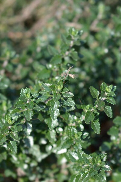 Teucrium lucidrys Teucrium lucidrys