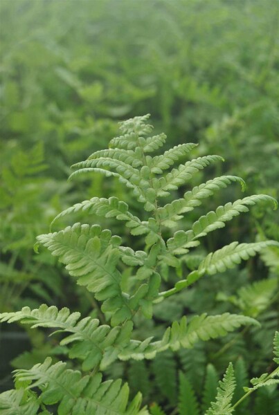 Thelypteris palustris Thelypteris palustris