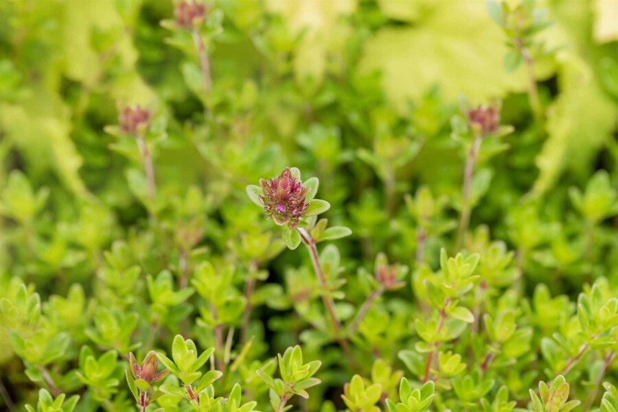 Citrontimjan Thymus citriodorus 5-10 i kruka P9 Thymus citriodorus