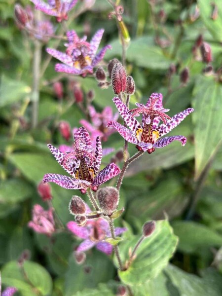 Tricyrtis formosana Tricyrtis formosana