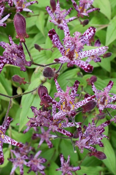 Tricyrtis hirta Tricyrtis hirta