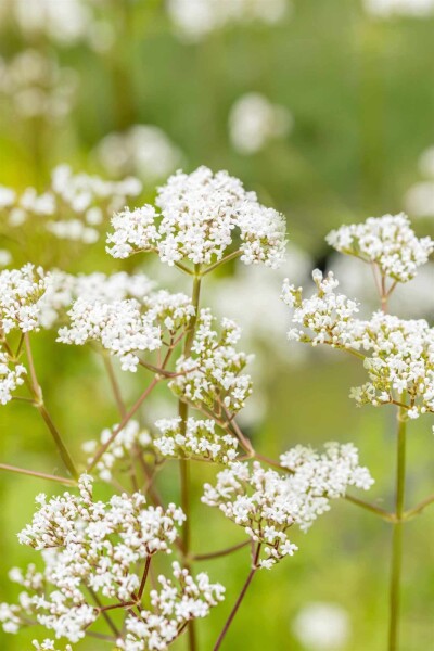Valeriana officinalis Valeriana officinalis