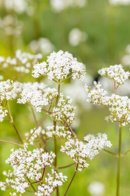 Valeriana officinalis