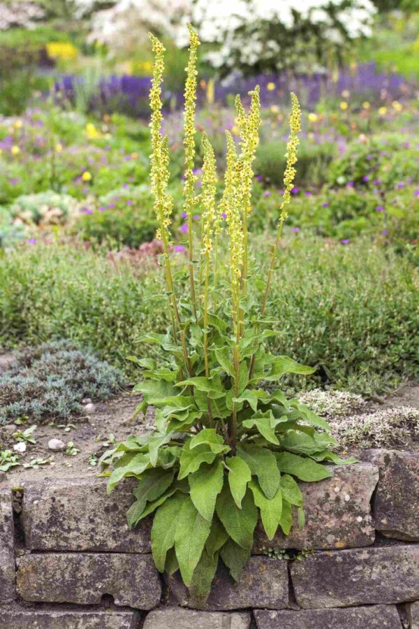Molène noire Verbascum nigrum 5-10 pot P9 Verbascum nigrum