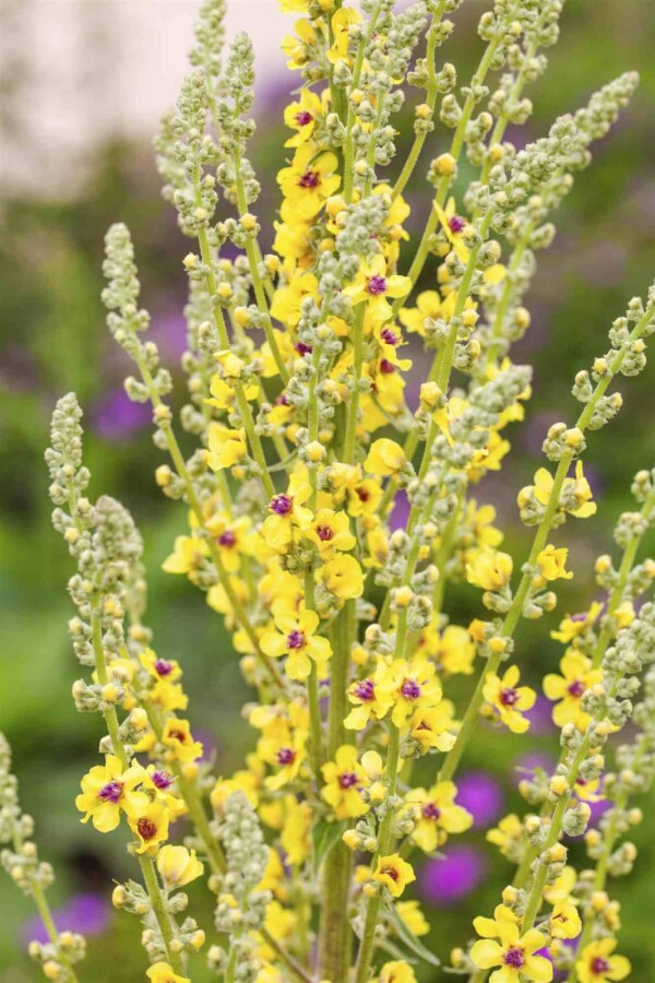 Molène noire Verbascum nigrum 5-10 pot P9 Verbascum nigrum