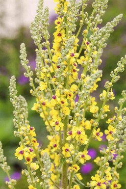 Molène noire Verbascum nigrum 5-10 pot P9 Verbascum nigrum