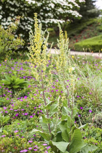 Verbascum olympicum Verbascum olympicum